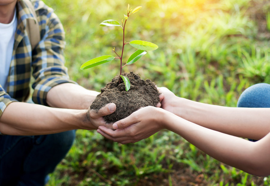 Hands planting a young tree